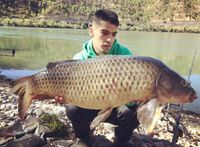 Ebro karper vissen